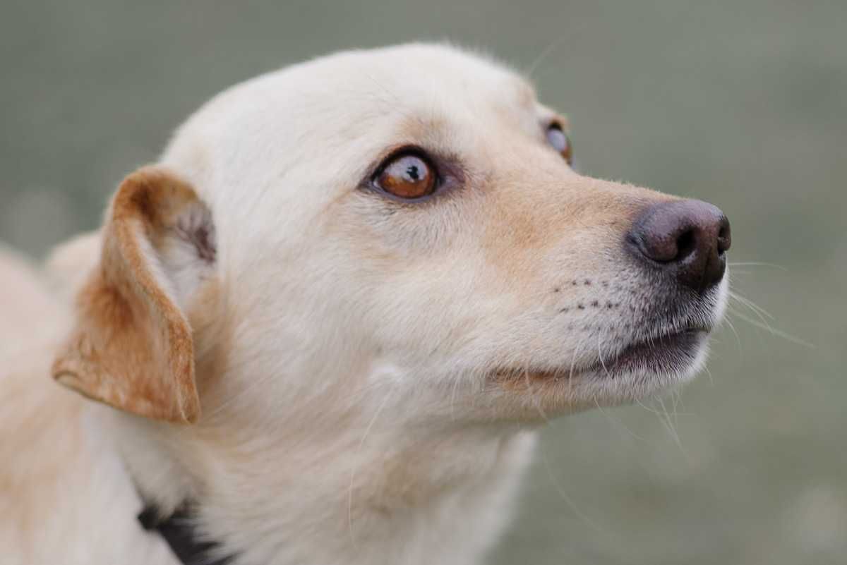 labrador mix  Gasper szuka domu schronisko Zgierz -aktualne