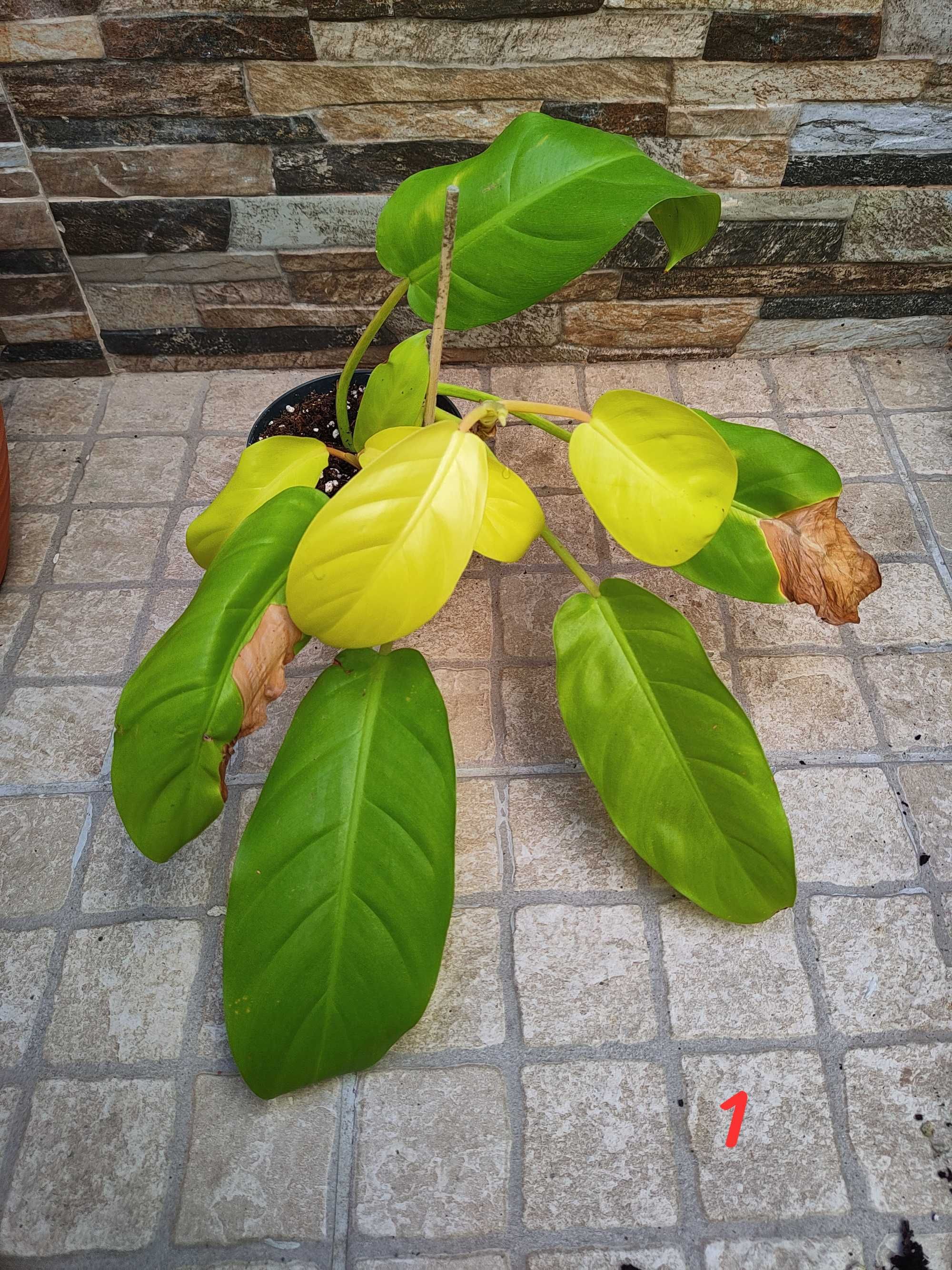 Planta philodendron malay gold