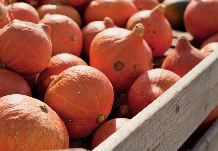 DOSTAWA expresowa Dynia Halloween Łódz dekoracje ceny hurtowe