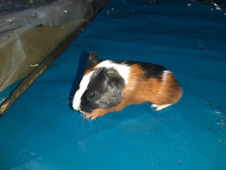 Морские свинки))