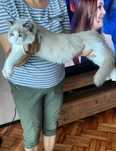 Sprzedam kota rasy Ragdoll FPL/FIFE
