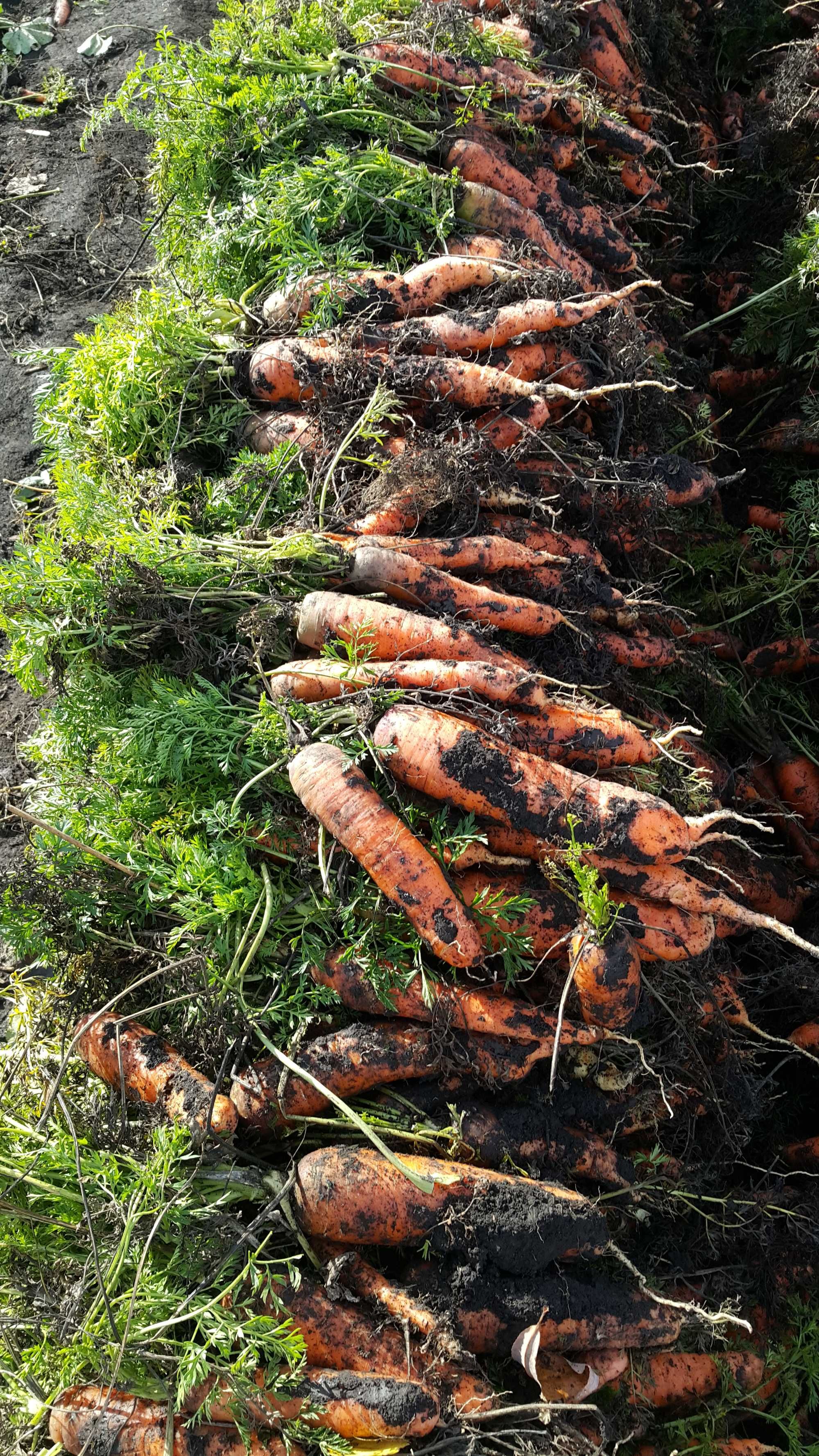 Продам моркву. Домашню.