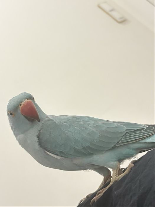 aleksandretta obrożna ręcznie karmiona od urodzenia oswojona