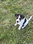 Jack Russell terrier
