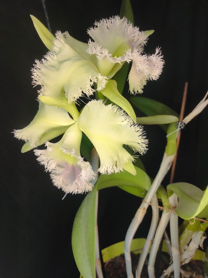 Brassocattleya Golf Green 'Hair Pig'