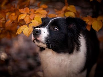 Wyjątkowy szczeniak, badania certyfikat oczy/serce Zkwp/Fci
