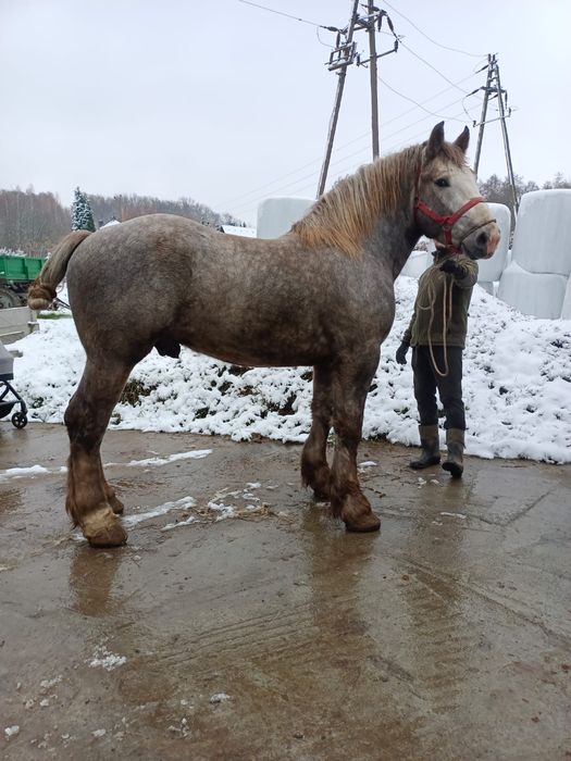 Ogier zimnokrwisty 3,5r