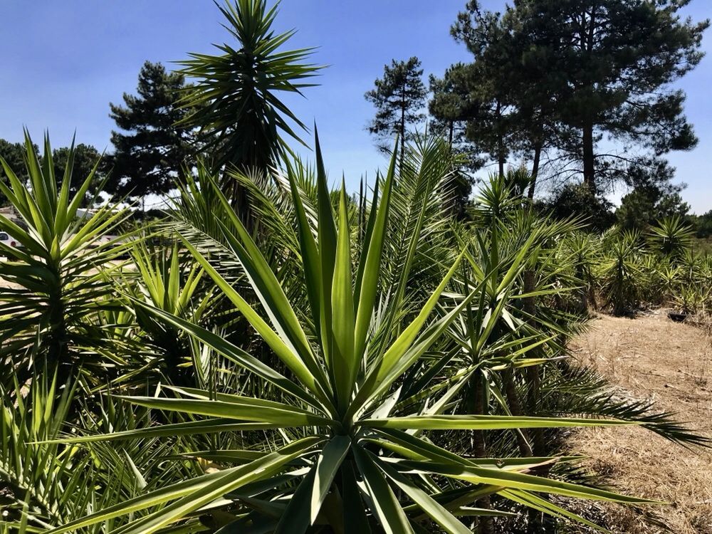 Yuccas plantas,àrvores e palmeiras de leque e outras de todos tamanhos