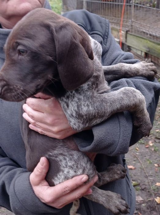 Wyżeł niemiecki (pies mysliwski)