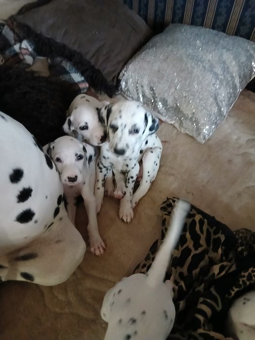 Цуценята далматина