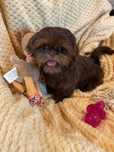 Shih -Tzu Salonowe! Suczki