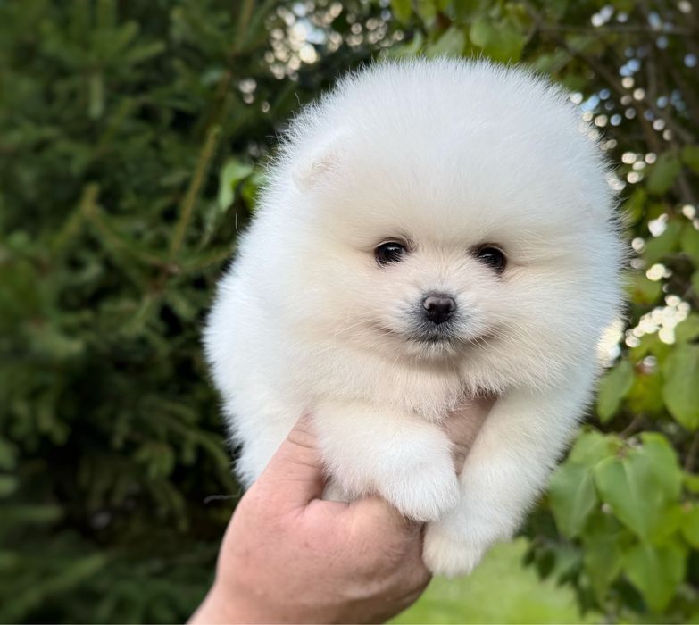 Pomeranian szpic miniaturowy Suczka Zkwp FCI MIŚ