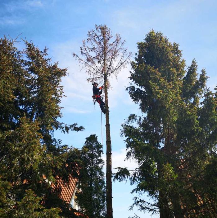 Wycinka/korekta drzew