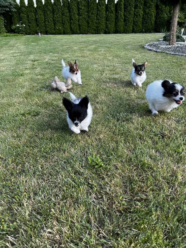 Papillon szczeniak spaniel kontynentalny miniaturowy