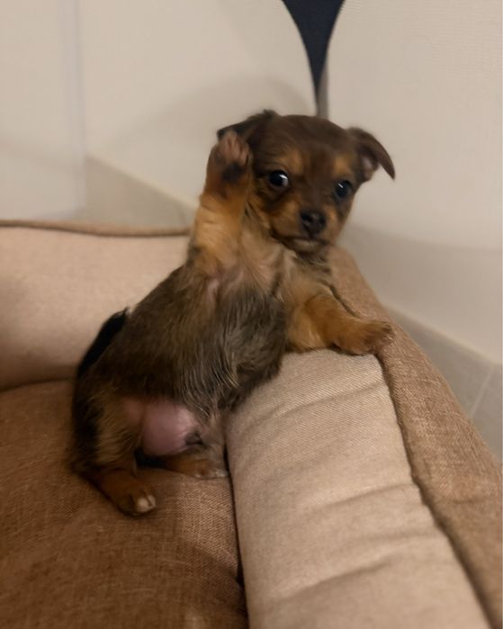 Cachorro porte pequeno - chihuahua