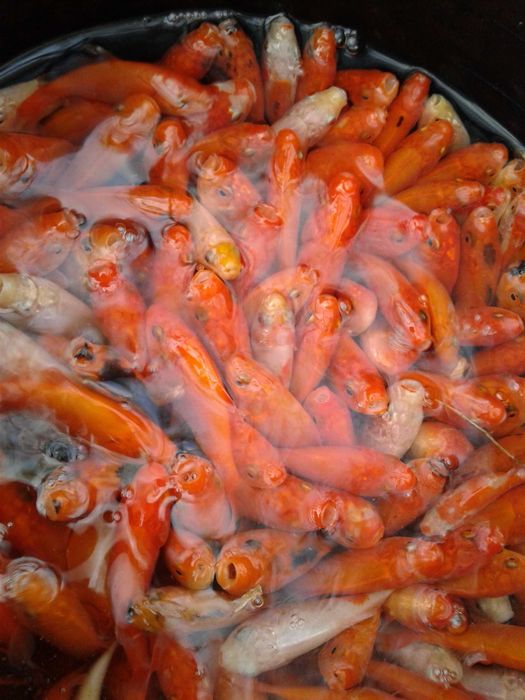 rybki do oczka stawu karasie złota rybka welon karp koi karaś eurokoi