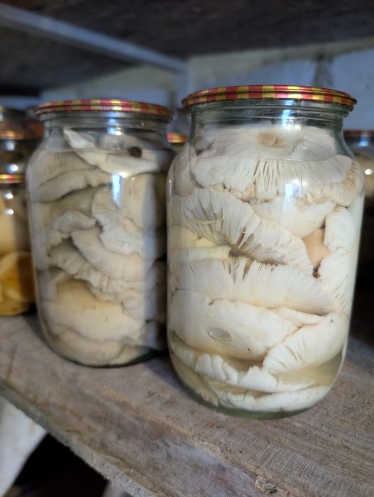 Продам мариновані голубінки