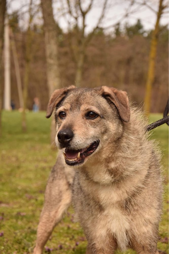 Rebus- strdniej wielkości pies do adopcji