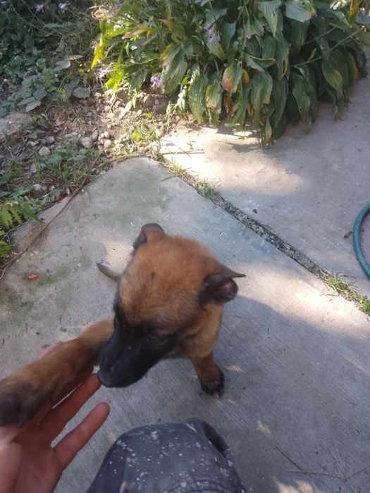 Бельгійська вівчарка малінуа