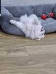 Szpic pomeranian gotowy do odbioru