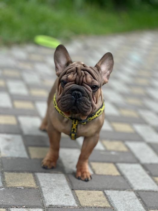 Французский бульдог міні- в типі вельвет біг роп. В'язка.