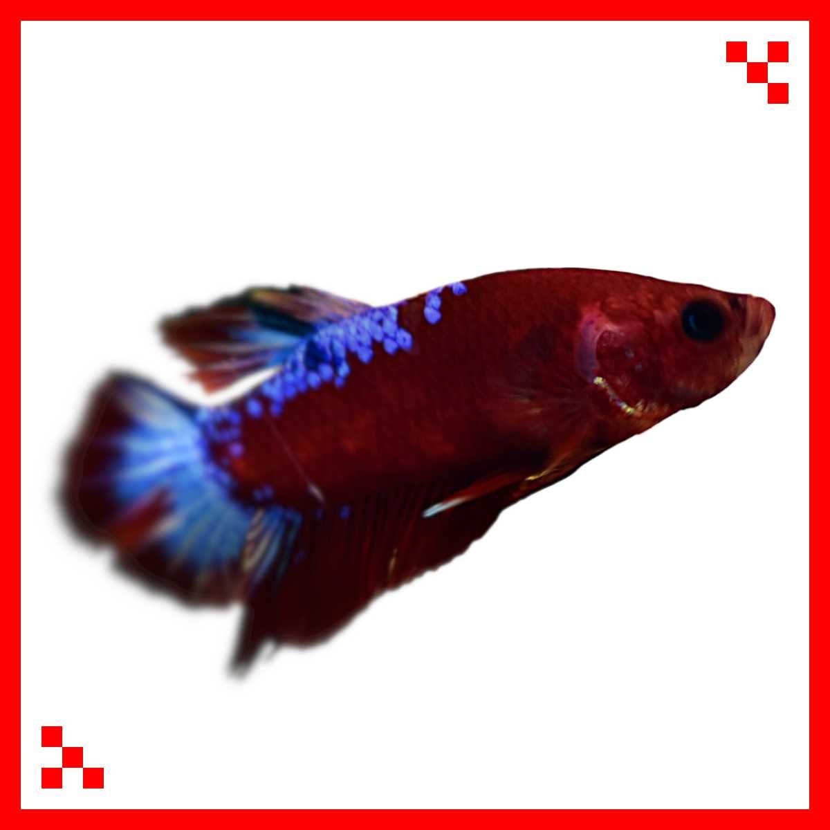 Bojownik wspaniały HELLBOY plakat - Betta splendens