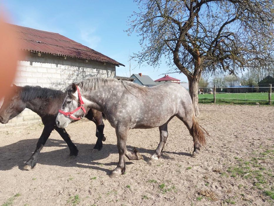 Sprzedam trzyletnią klacz