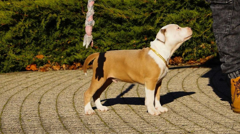 Lolek,szczeniak Amstaff z rodowodem.  Gotowy do odbioru