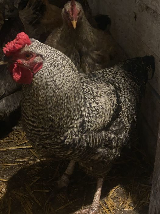 Продаються півні!