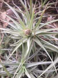 Plantas aéreas Tillandsia Bergeri