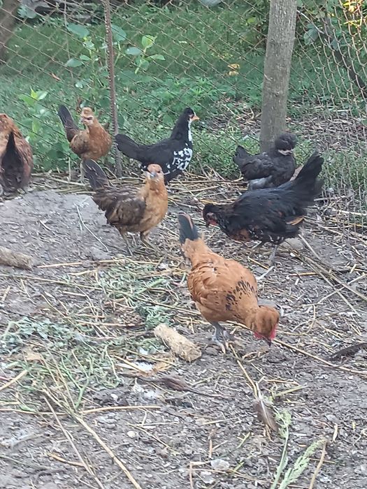 Карликові кури бентамки