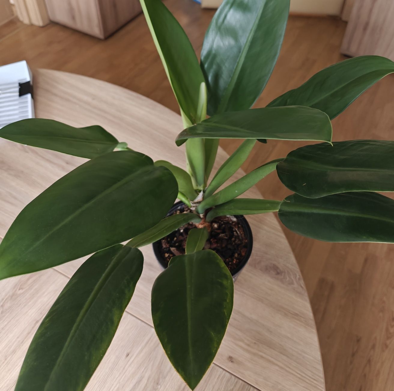 Philidendron martianum Fat boy