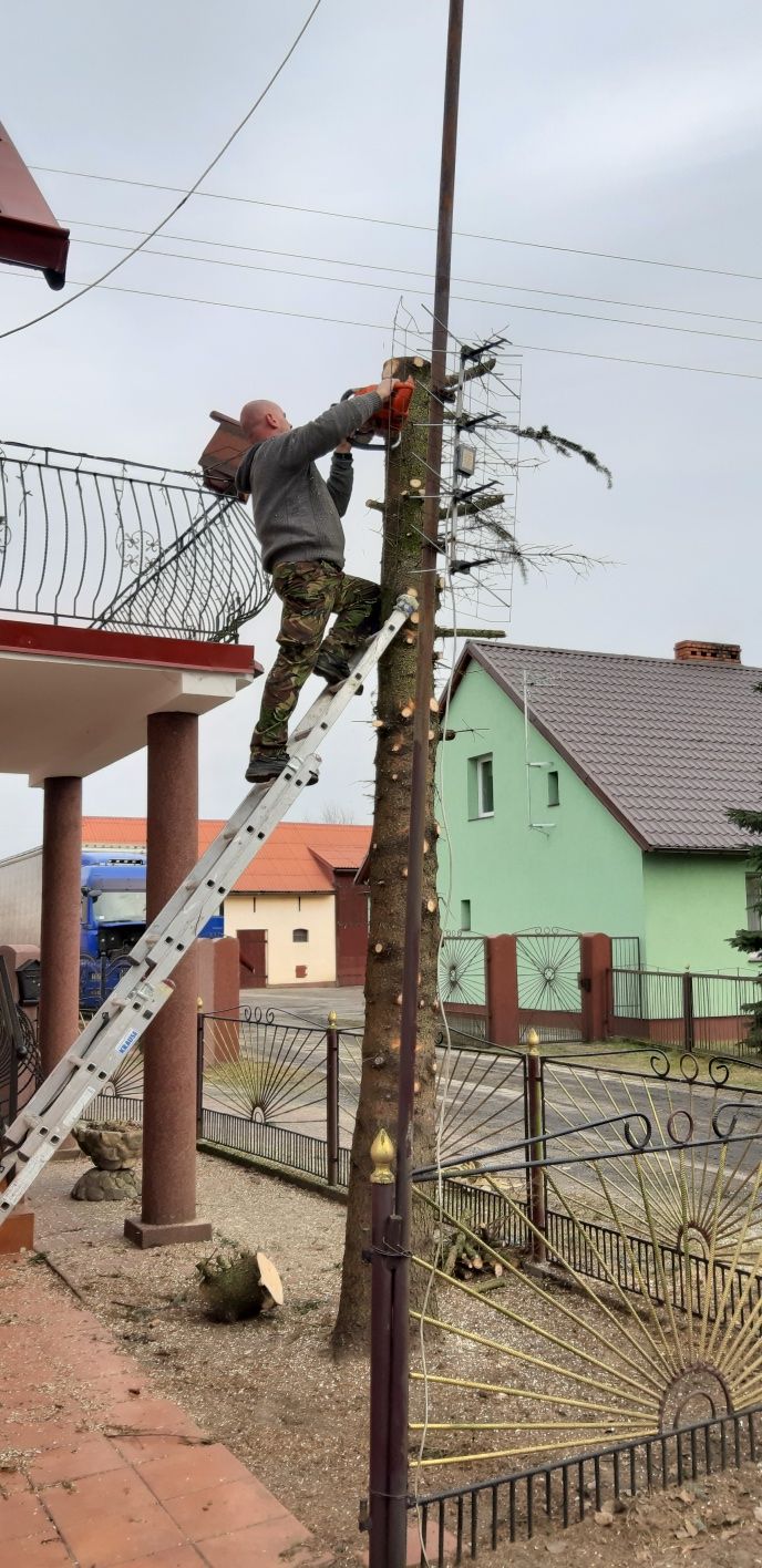 przycinanie drzew wycinka ciecie opalu