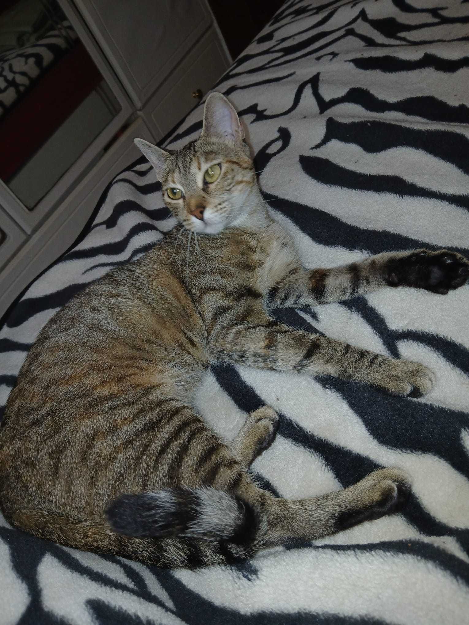Gata de 1 ano para adoção consciente