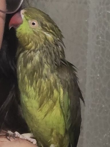 Treino aves para voo livre e amanso