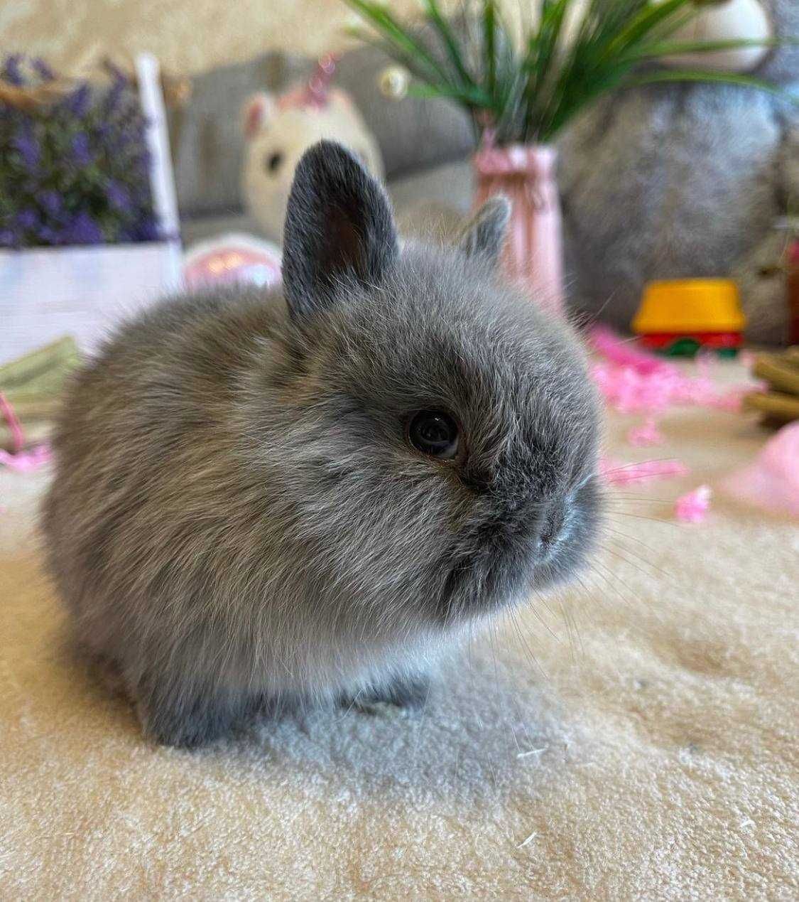 Кролики минилопы, кролик торчеухий Mini Lop.