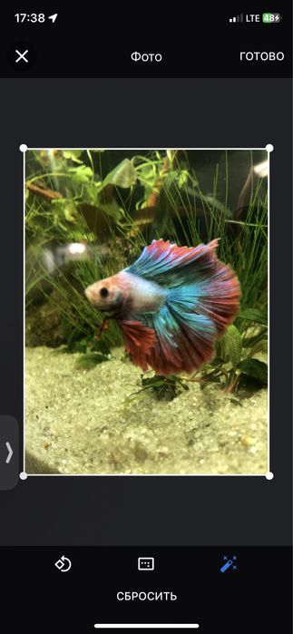 Петушок!Большой выбор:вуаль,корона,супердельта,дамбо,халфмун,плакат