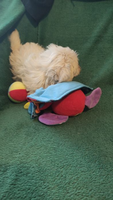 Maltipoo puchata kilka chłopiec Warszawa pudel maltańczyk