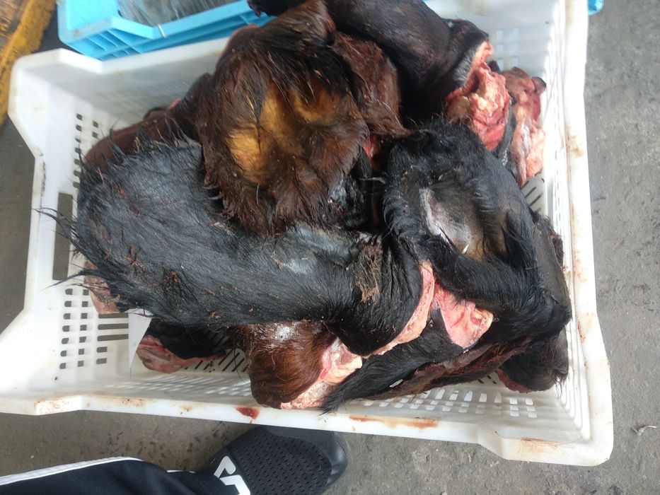 Мясной корм для собак, мясо для собак