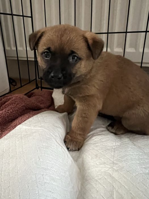 Szczeniaczek szuka domu