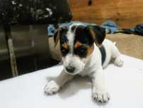 Suczka Jack Russell terrier