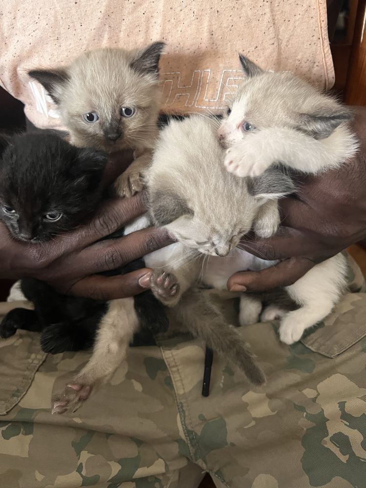 Gatinhos para adoçao