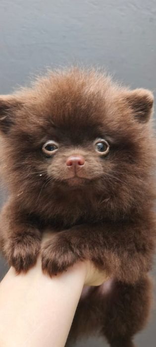 Шпіц шоколадного кольору