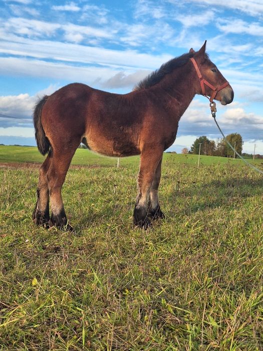 BULKA Klaczka  Zimnokrwista