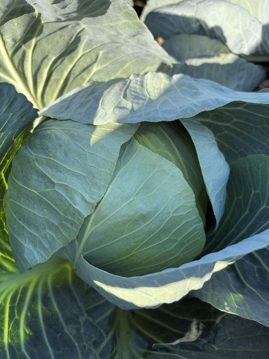 Kapusta kamienna glowa