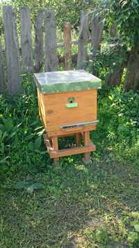 Продам две пчелосемьи на 5 рамках дадан