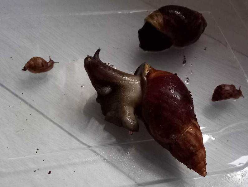 Lissachatina fulica odmiana barwna nominał