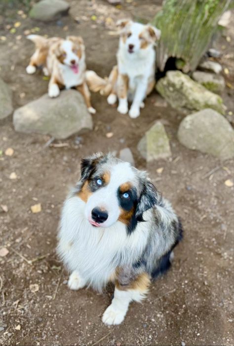 Rezerwacja/ Miniaturowy Owczarek Amerykański / piesek / red merle