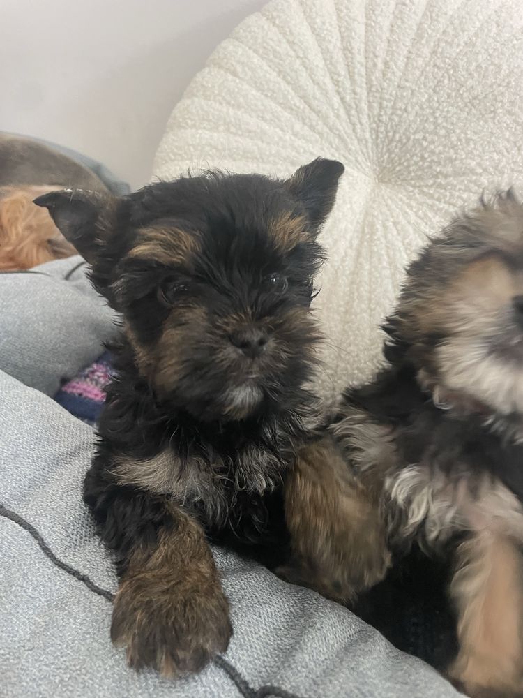 Yorkshire Terrier  chlopczyk