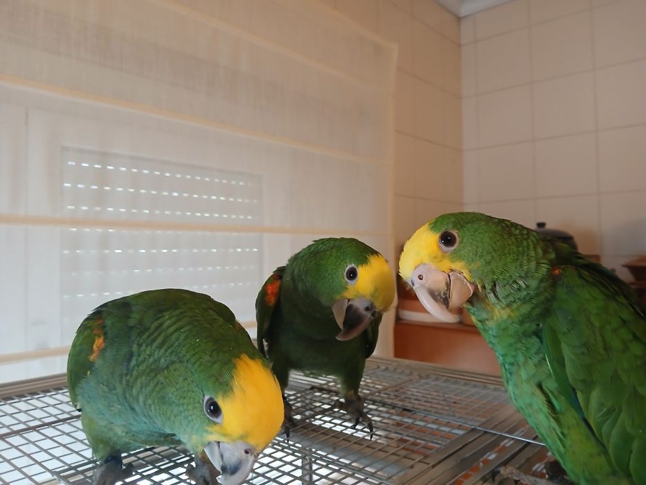 Casal de Amazona oratrix